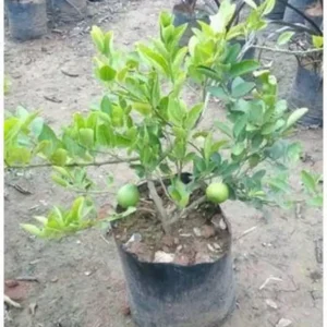 American Lemon - Cebu Plant