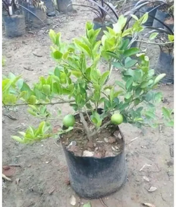 American Lemon - Cebu Plant